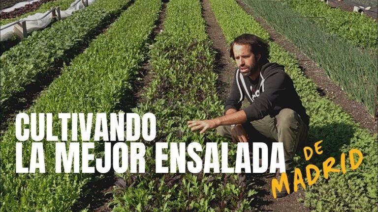 Gu&iacute;a de Compra de Productos para Cultivo Hidrop&oacute;nico en Humanes
