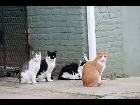 Asociaciones de Protecci&oacute;n Animal en El Casar: Gu&iacute;a Completa